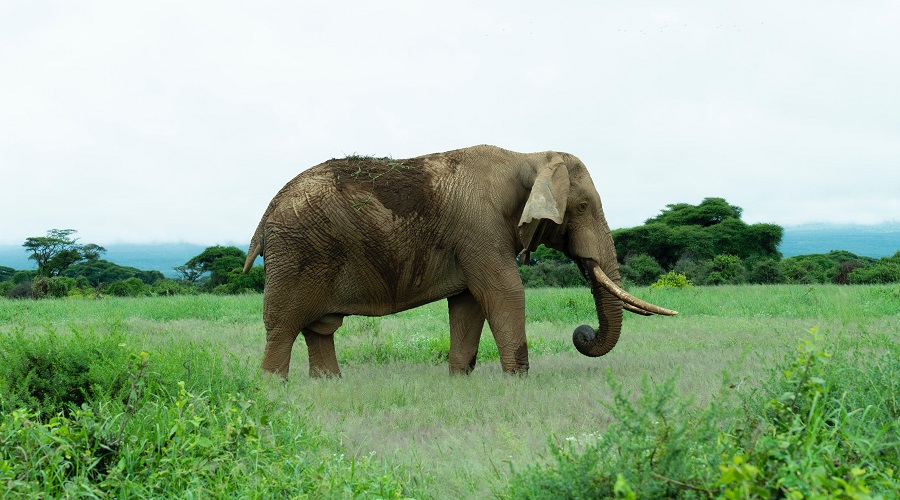 5-Day Safari through Selous and Ruaha National Parks